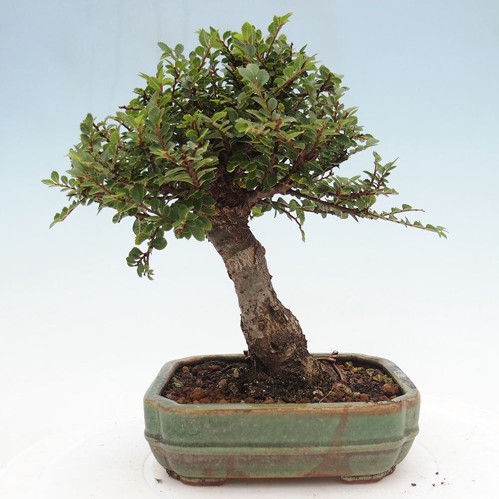 Bonsai voor buiten - Ulmus parvifolia Hokkaido - Chinese iep