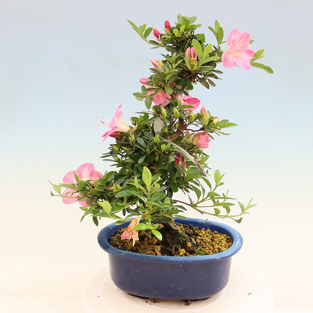 Bonsai voor buiten - Japanse Azalea - Azalea Santoka