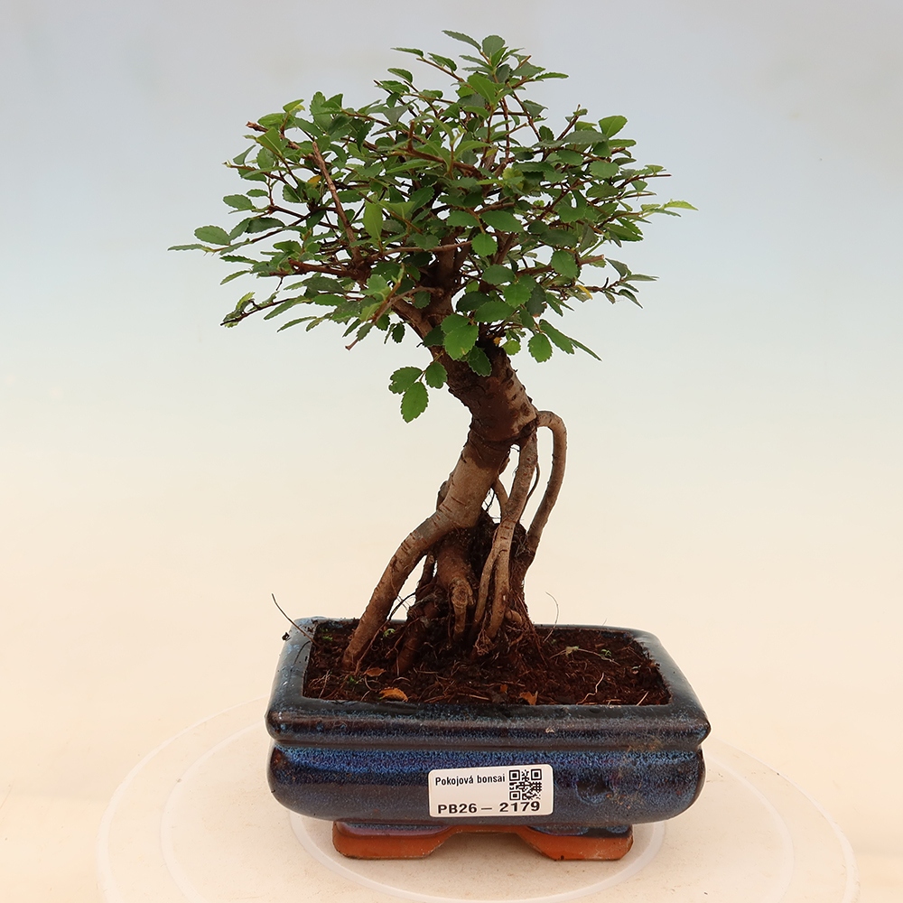 Kamerbonsai - Ulmus parvifolia - Winteriep