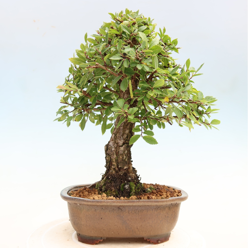 Bonsai voor buiten - Zelkova - Zelkova NIRE