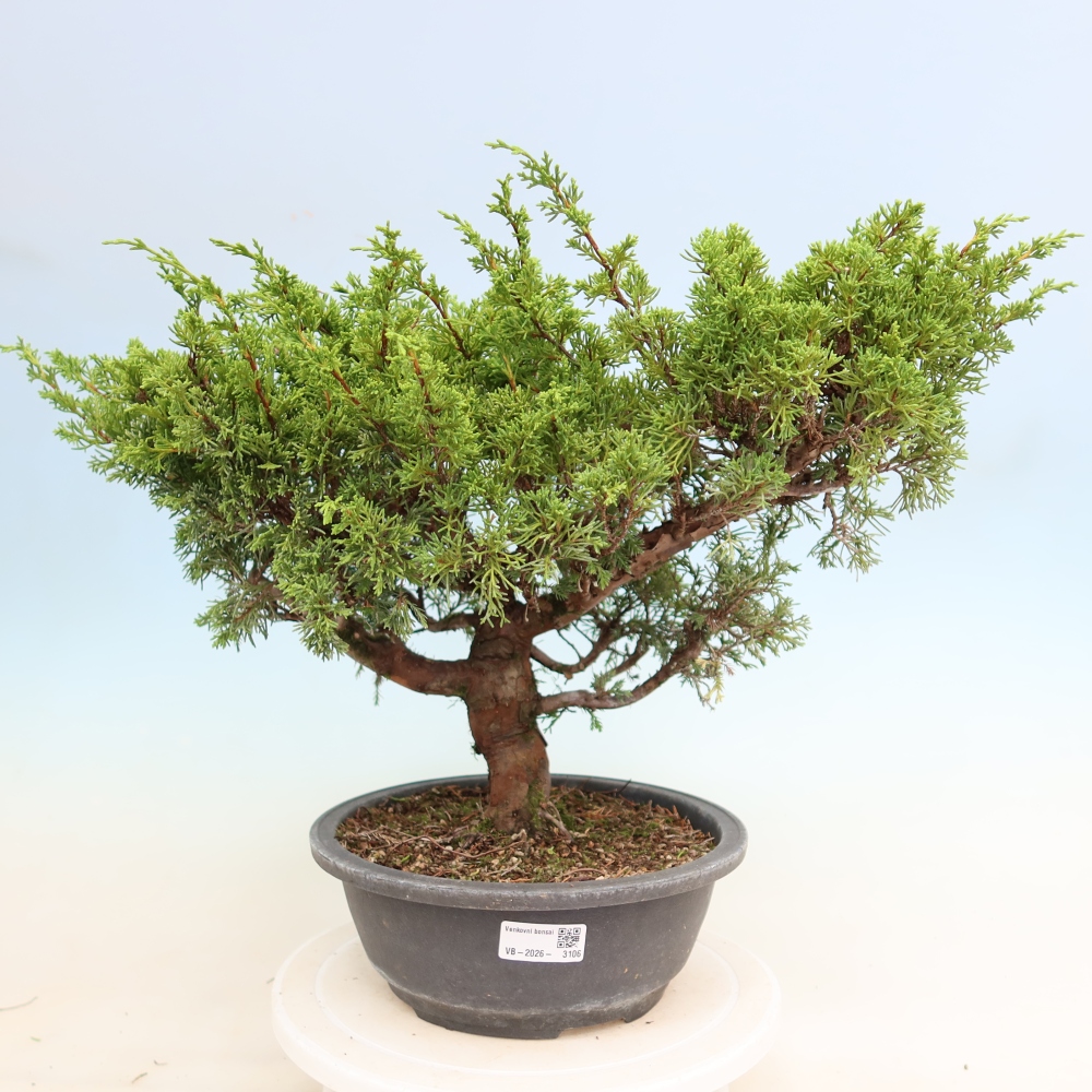 Bonsai voor buiten - Juniperus chinensis Itoigawa-Juniperus chinensis