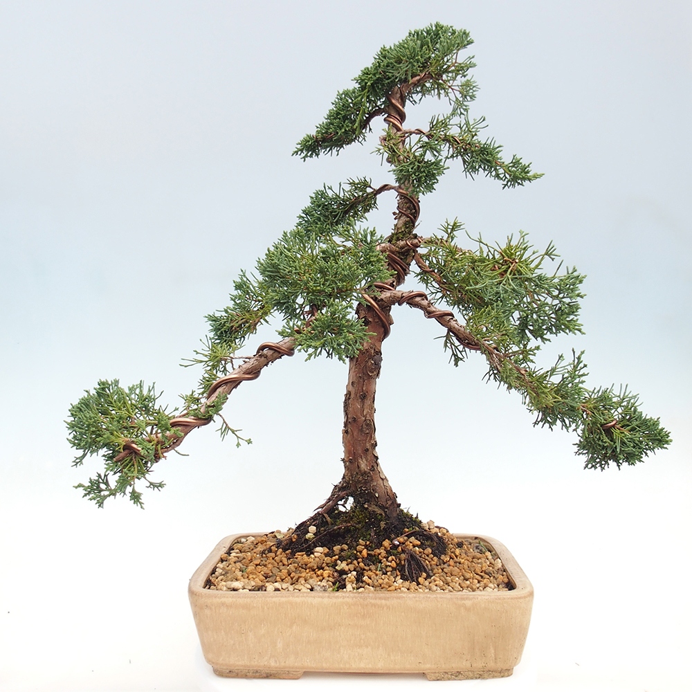 Bonsai voor buiten - Juniperus chinensis Kishu
