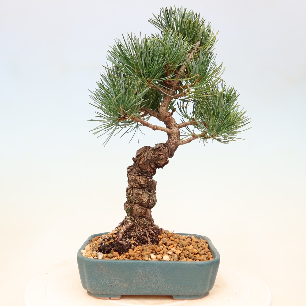 Bonsai voor buiten - Pinus parviflora - Pinus parviflora