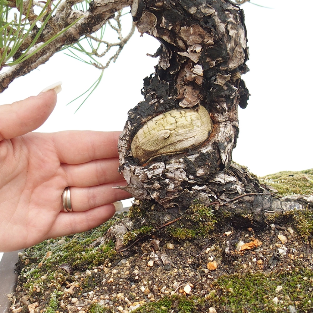 Bonsai voor buiten - Pinus thunbergii - Thunberg den
