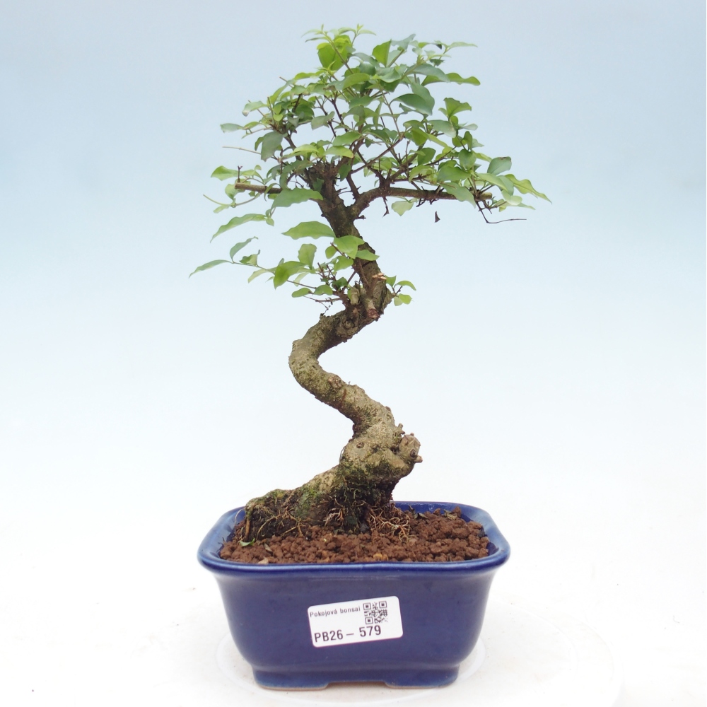 Kamerbonsai -Ligustrum chinensis - Vogelsnavel