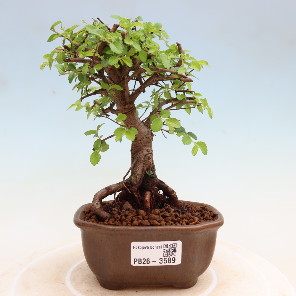 Kamerbonsai - Ulmus parvifolia - Winteriep