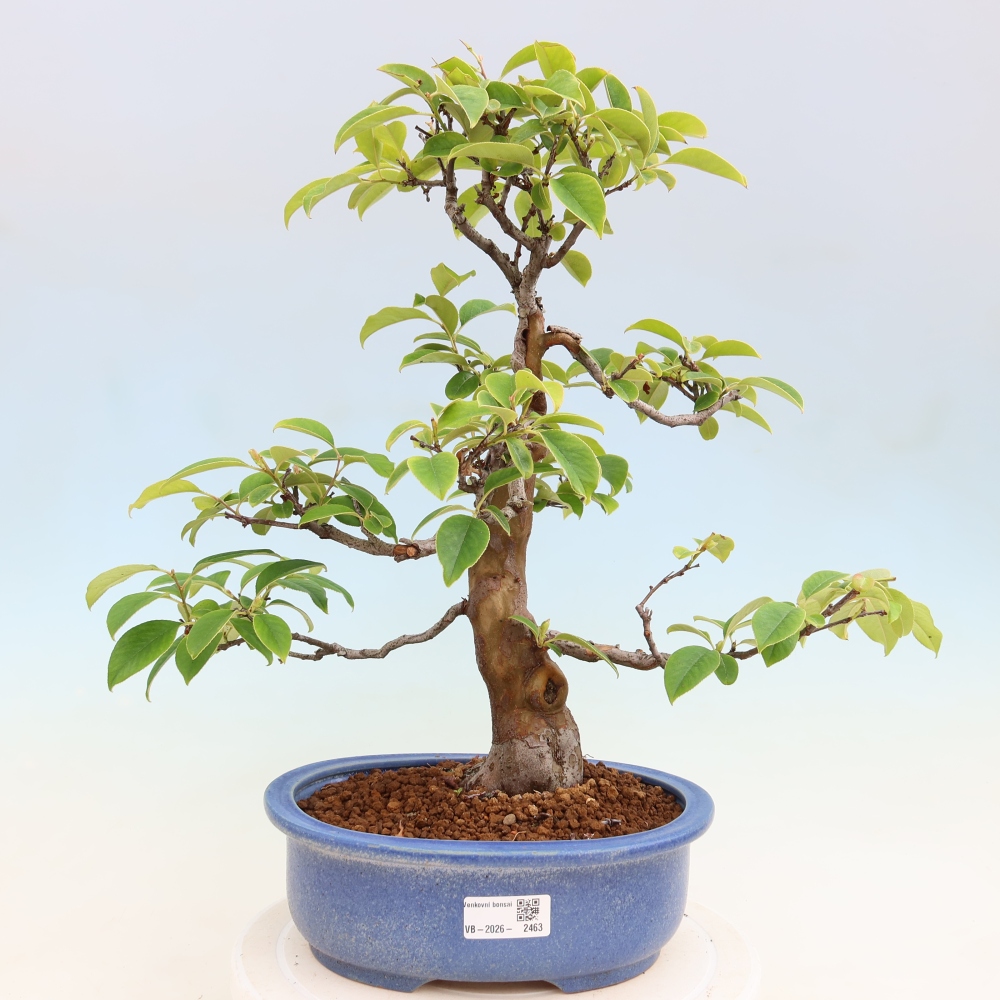Bonsai voor buiten - Pseudocydonia sinensis - Chinese kweepeer