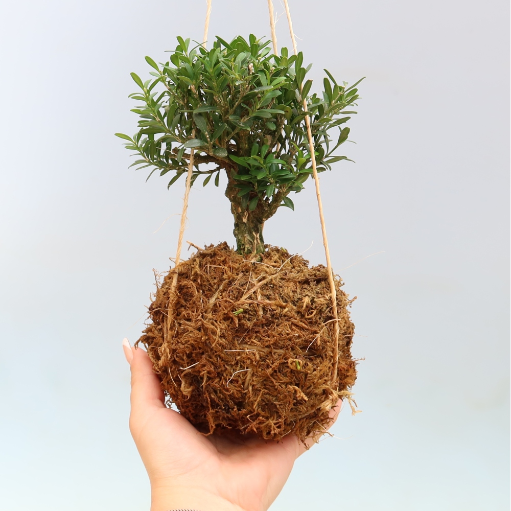 Kokedama in een keramische pot - Buxus harlandii - kurkbuksus