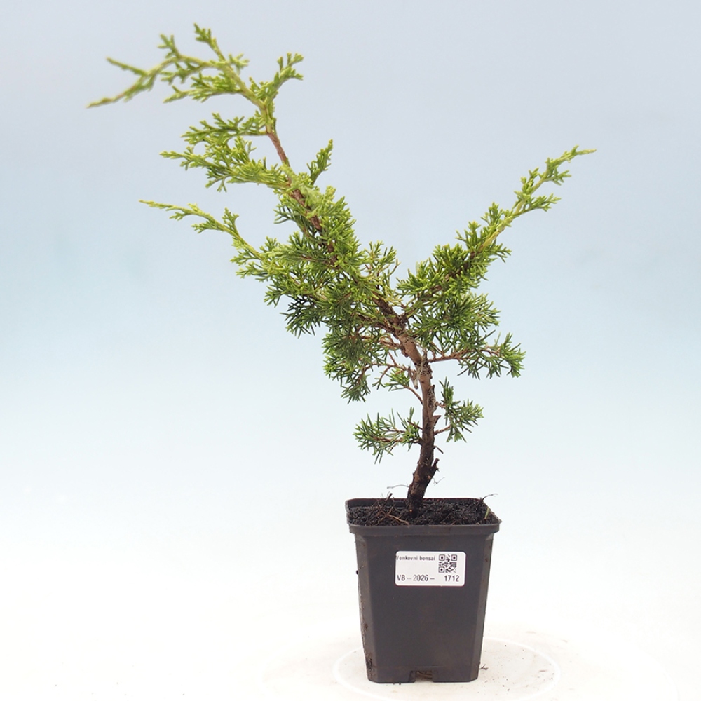 Bonsai voor buiten - Juniperus chinensis Itoigawa