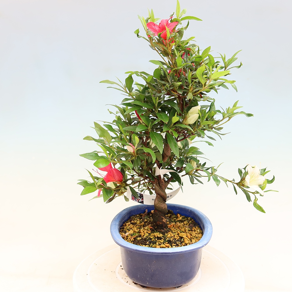 Bonsai voor buiten - Japanse azalea - Azalea CHIHIRO