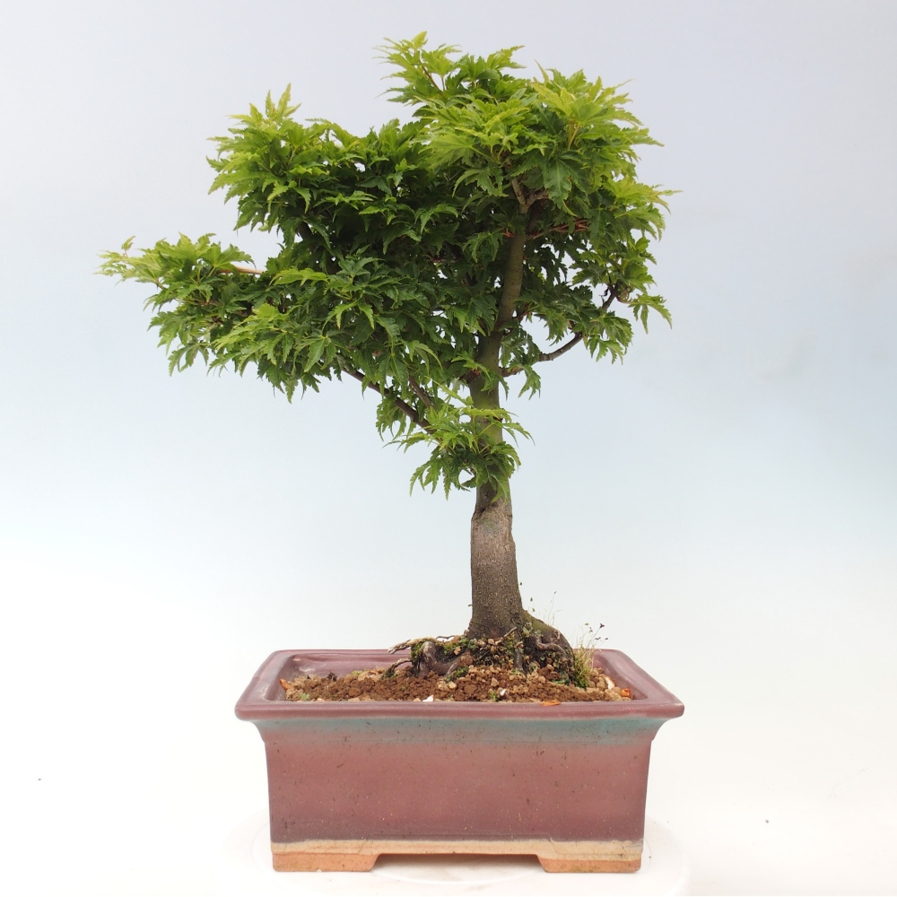 Bonsai voor buiten -Javor palm Acer palmatum Shishigashira