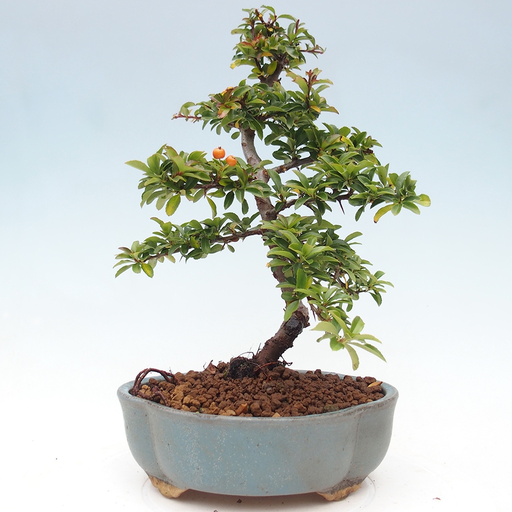 Bonsai-Pyracantha Teton voor buiten -Hlox