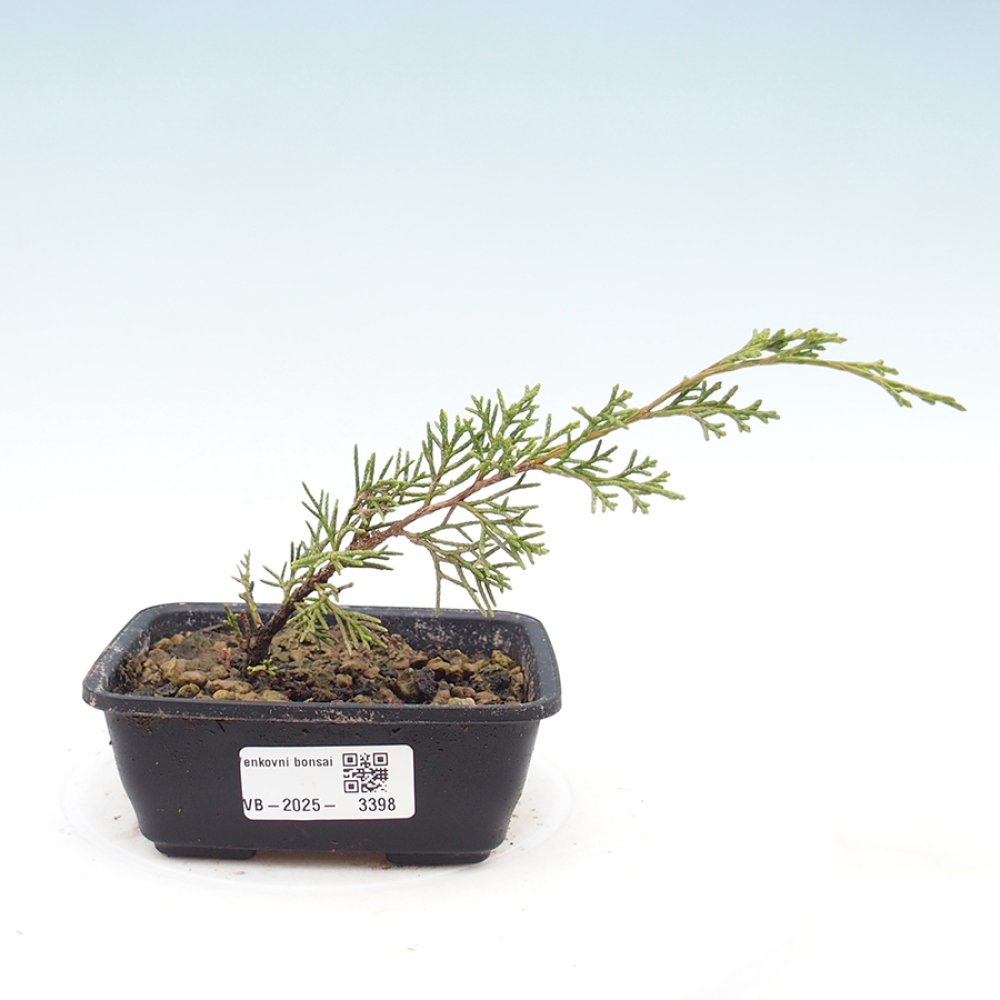 Bonsai voor buiten - Juniperus chinensis Itoigawa