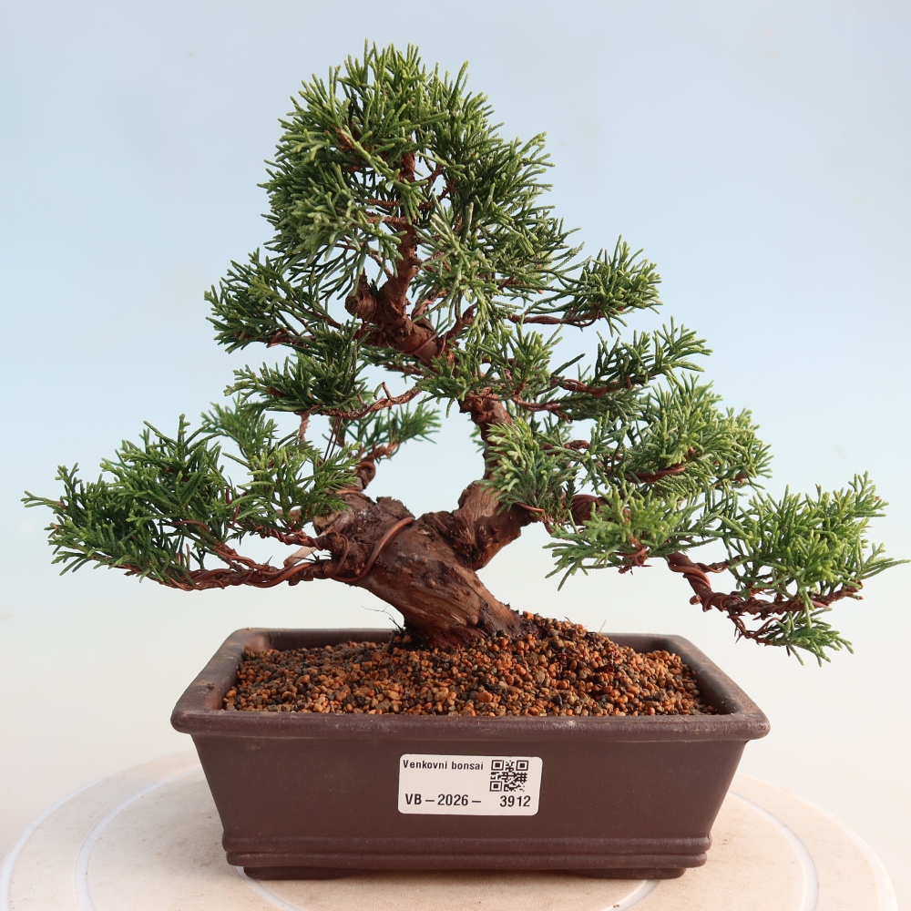 Bonsai voor buiten - Juniperus chinensis Itoigawa