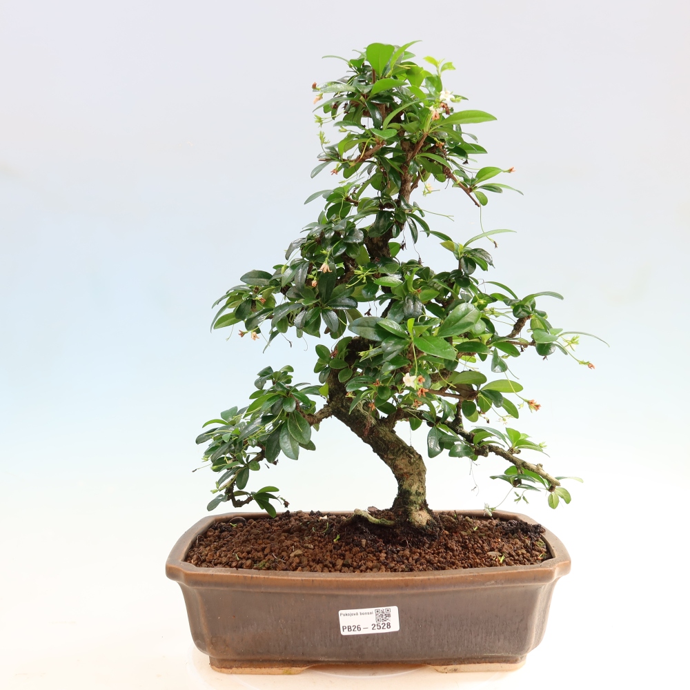 Kamerbonsai - Carmona macrophylla - Thee fuki