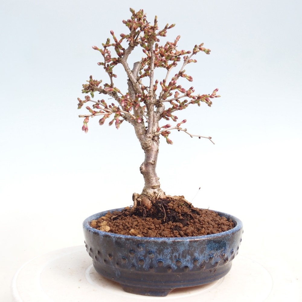 Bonsai voor buiten - Prunus incisa Kojou-no mai-Plivon uitgesneden