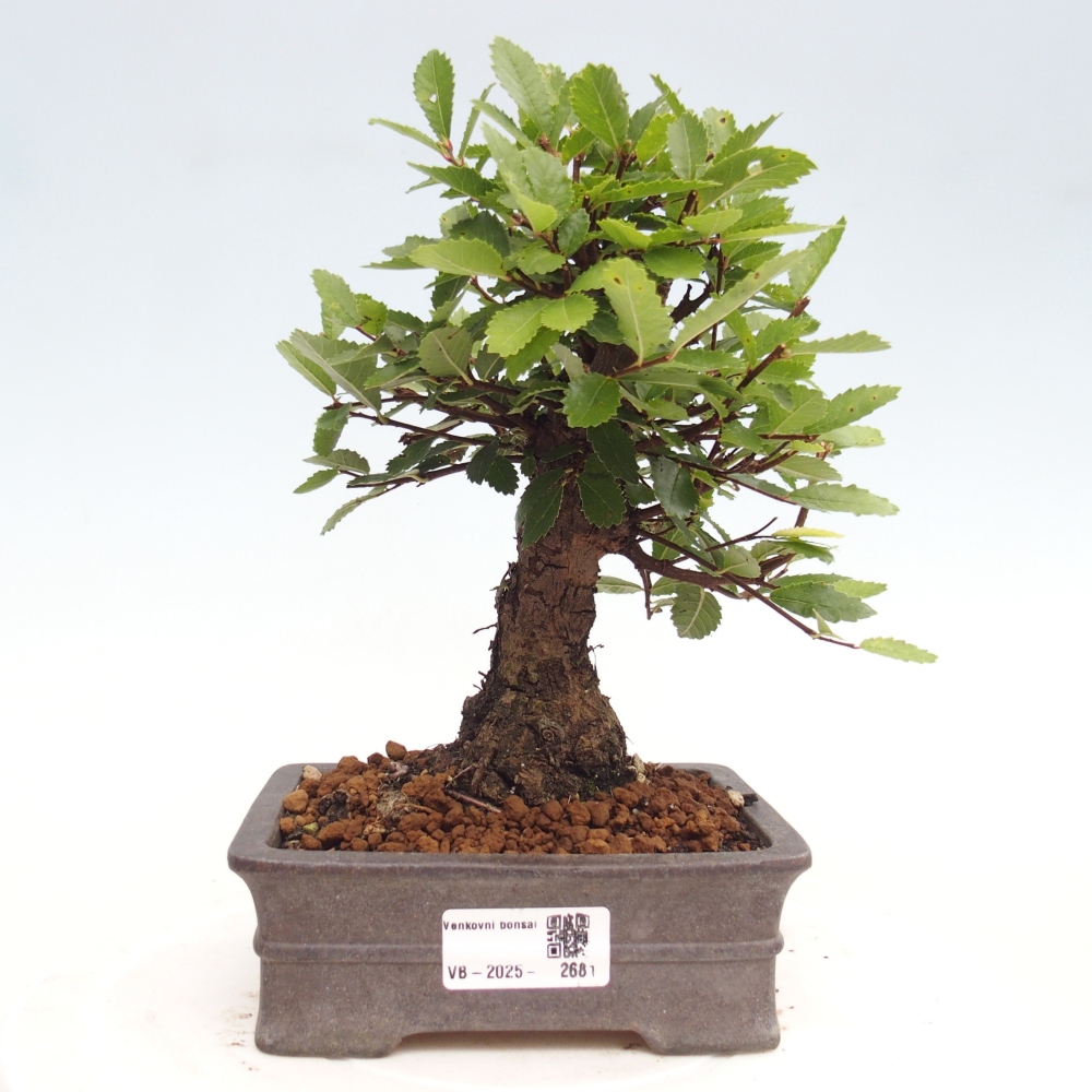 Bonsai voor buiten - Zelkova - Zelkova NIRE