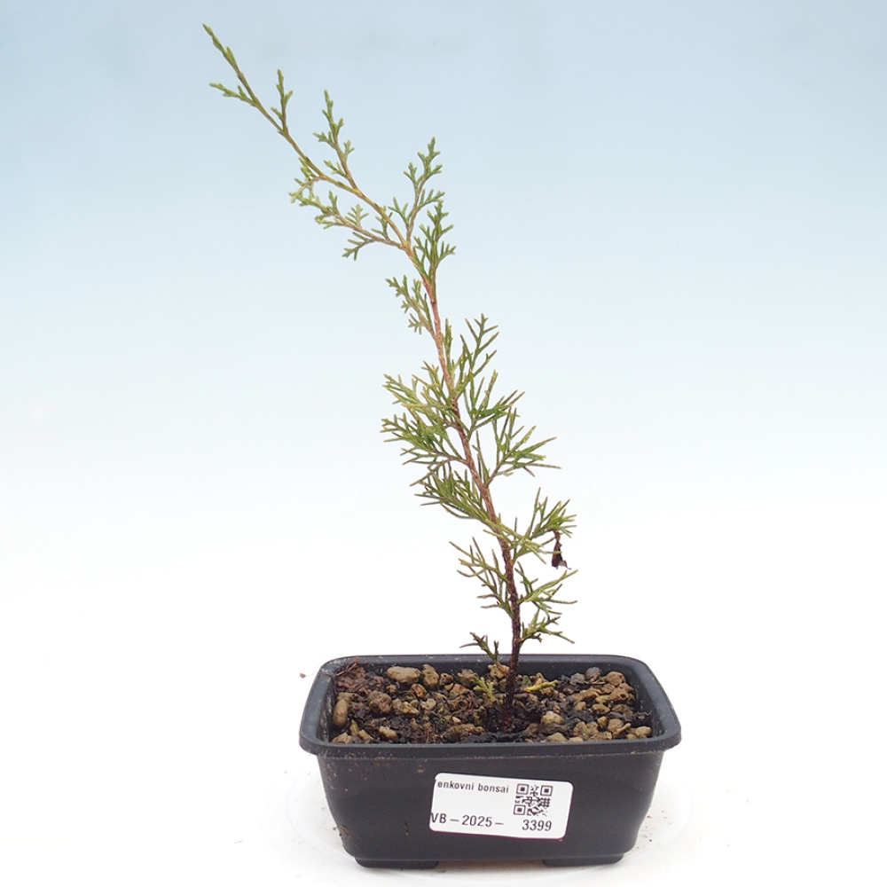 Bonsai voor buiten - Juniperus chinensis Itoigawa