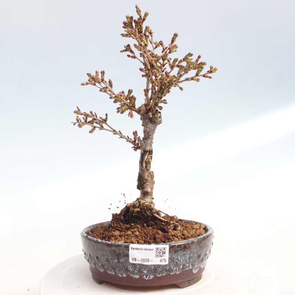 Bonsai voor buiten - Prunus incisa Kojou-no mai-Plivon uitgesneden