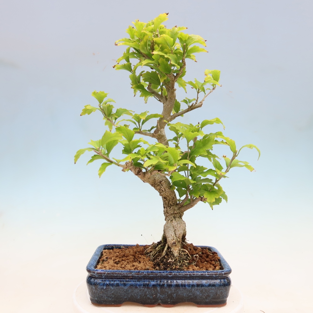 Bonsai voor buiten - Hibiscus syriacus - Syrische hibiscus