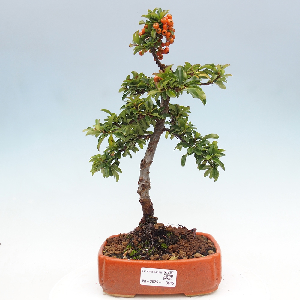 Bonsai-Pyracantha Teton voor buiten -Hlox