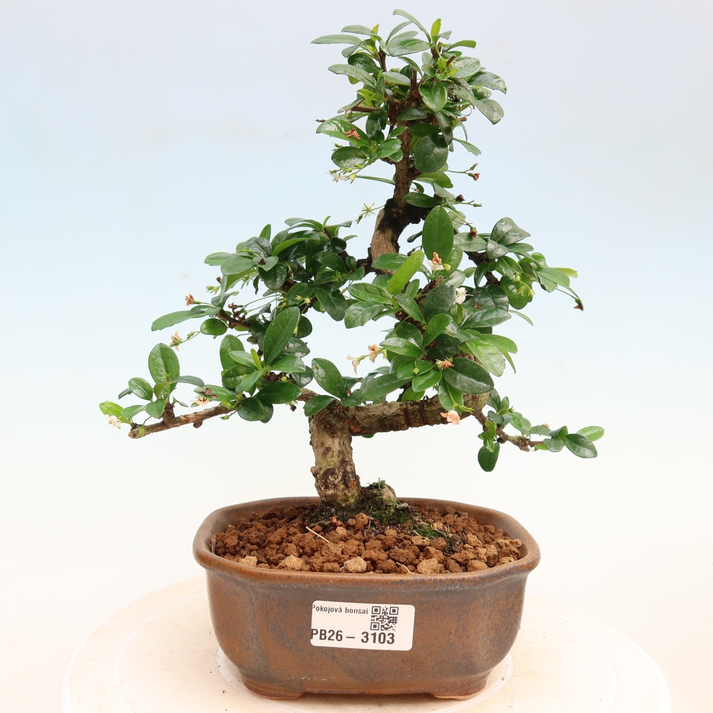 Kamerbonsai - Carmona macrophylla - Thee fuki