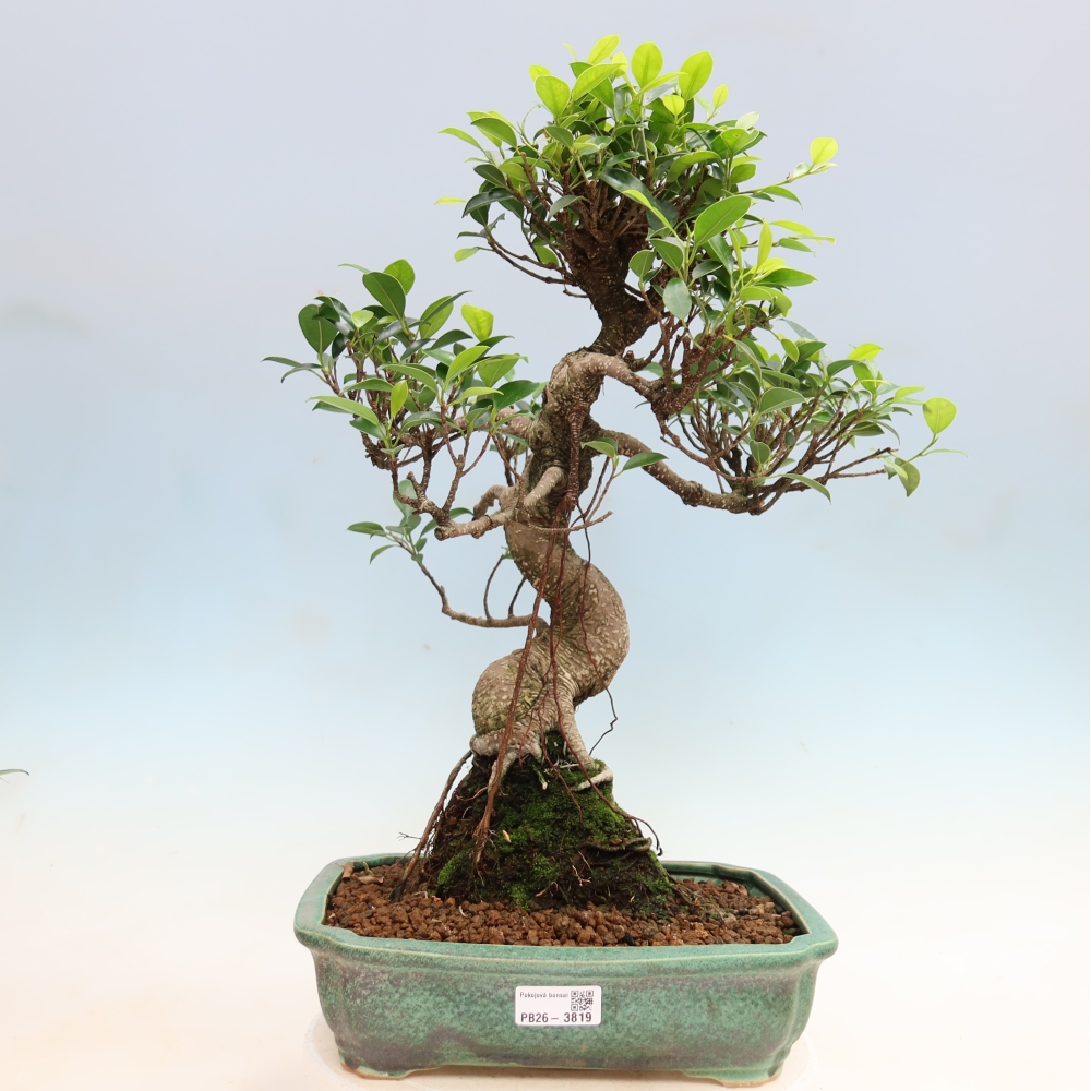 Kamerbonsai - Ficus kimmen - kleinbladige ficus