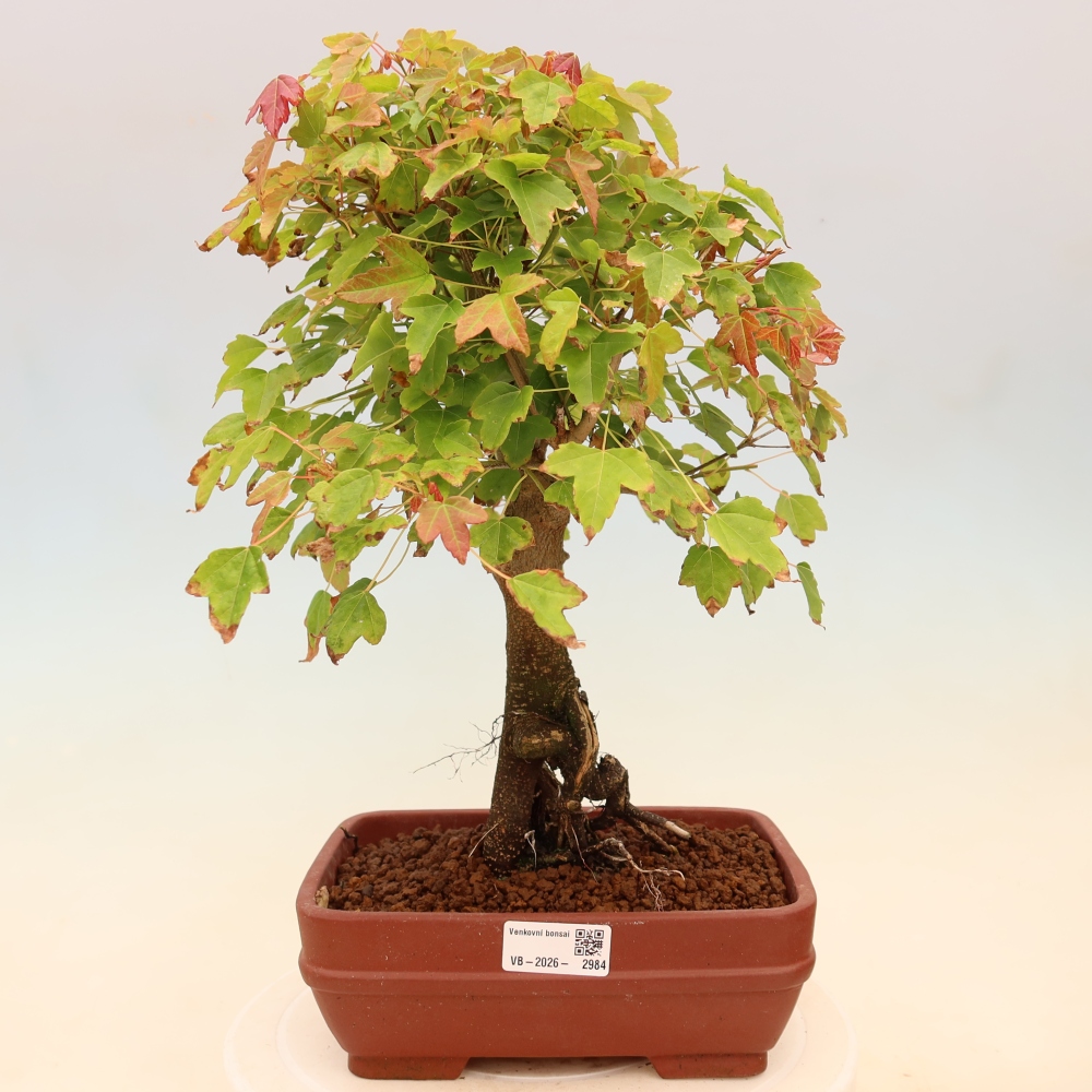 Bonsai voor buiten - Esdoorn Burger - Acer Burgerianum