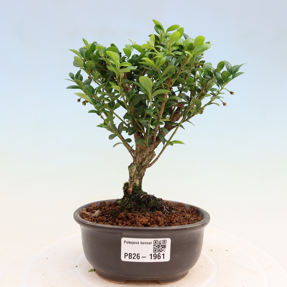 Kamerbonsai - Ilex crenata - Hulst