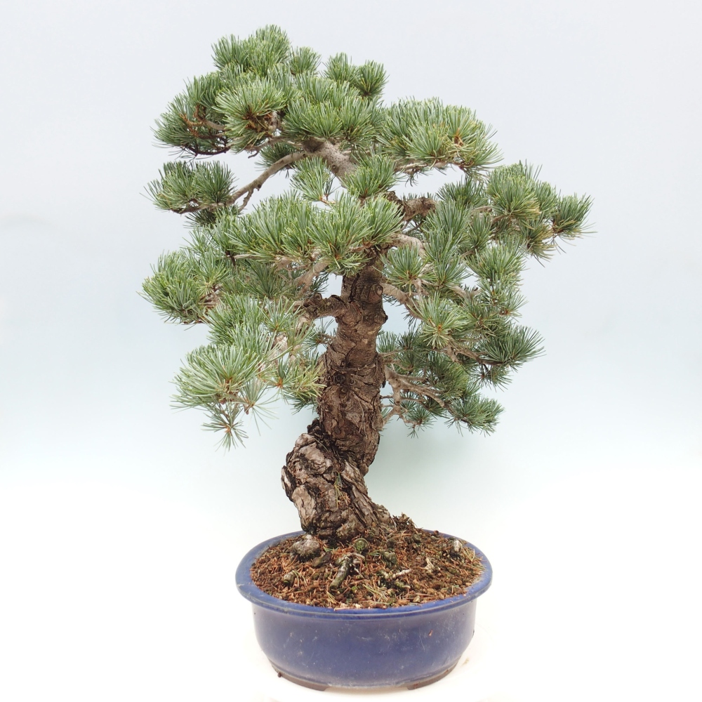 Bonsai voor buiten - Pinus parviflora - Pinus parviflora