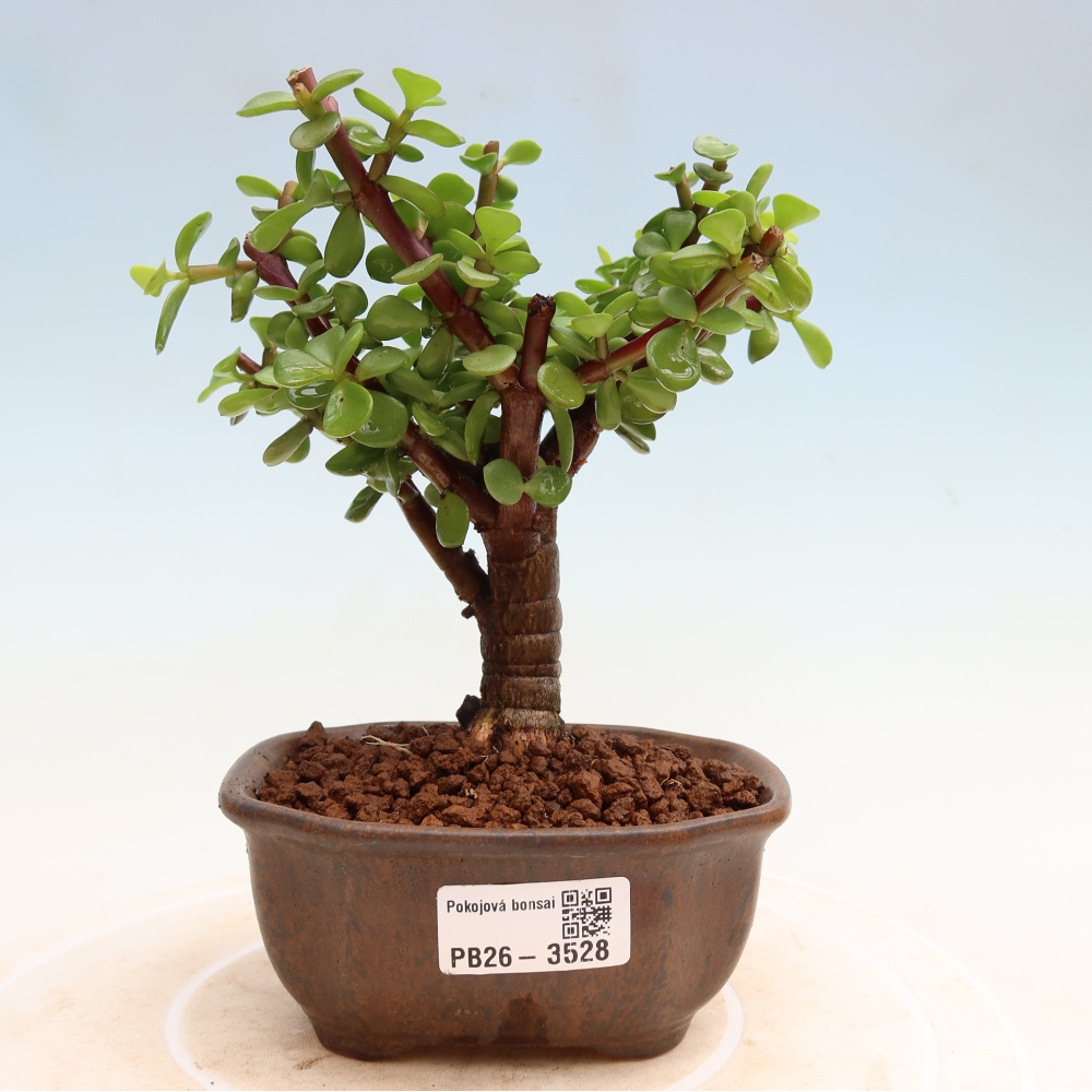Kamerbonsai - Portulakaria Afra - Tlustice