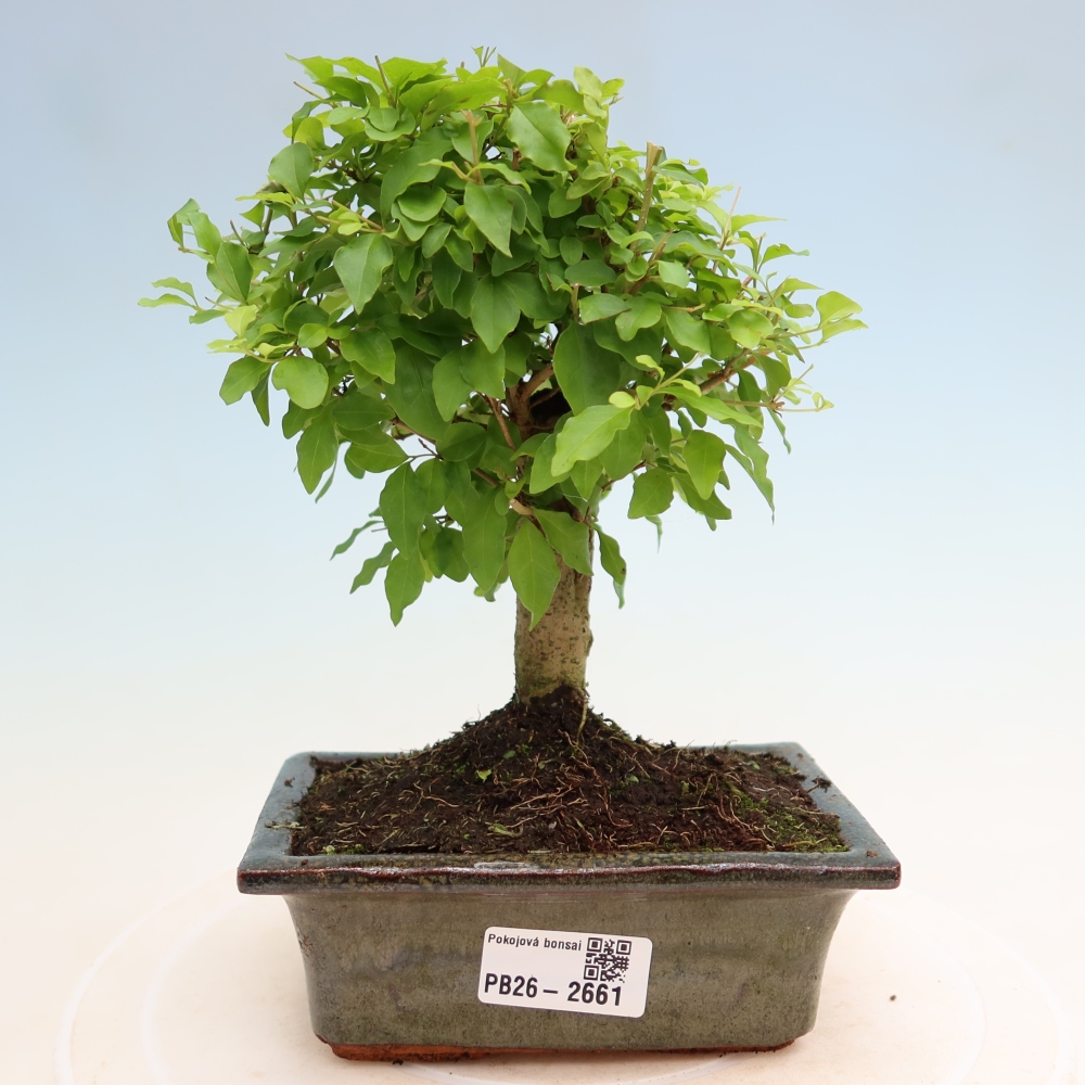 Kamerbonsai -Ligustrum chinensis - Vogelsnavel