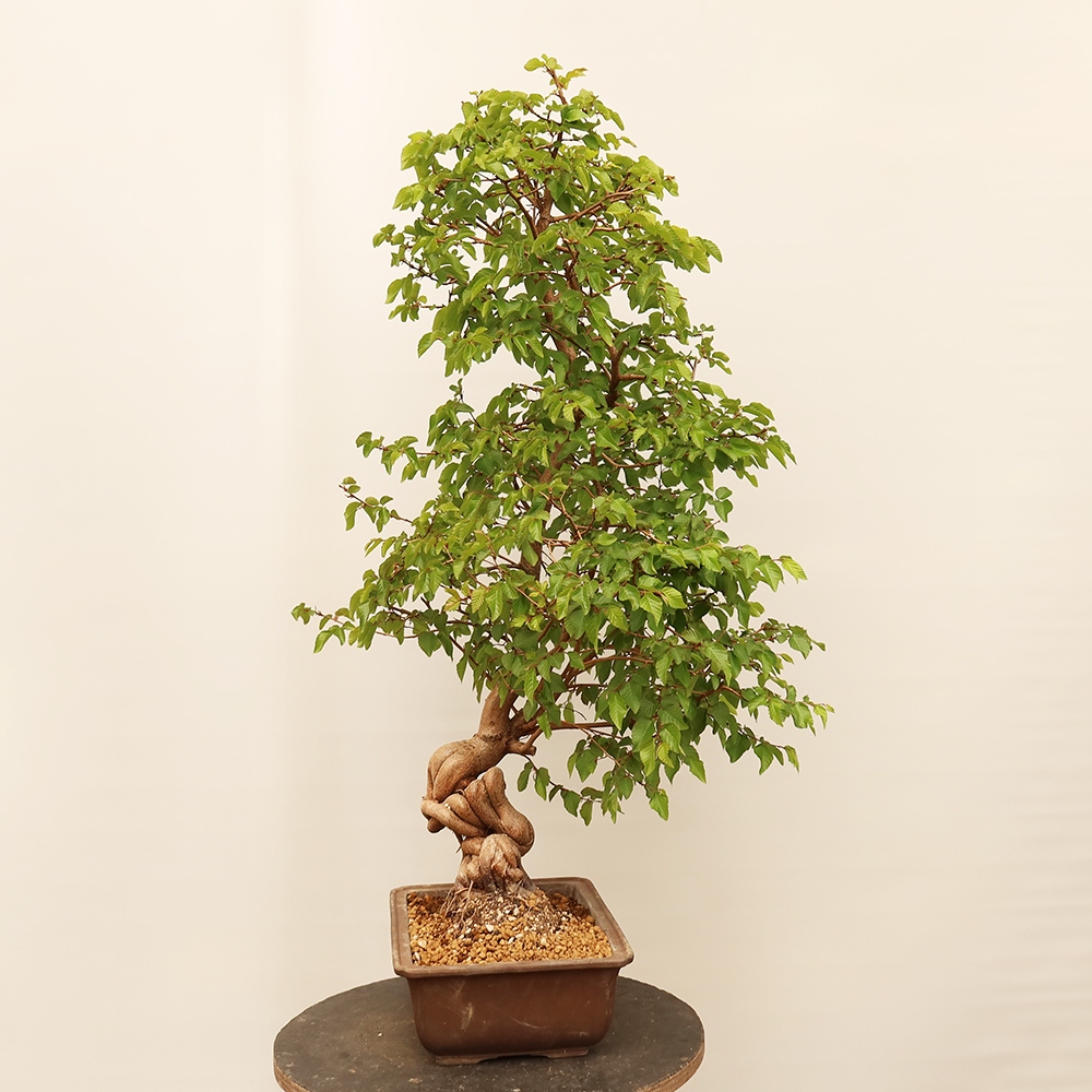 Bonsai voor buiten -Carpinus Coreana - Koreaanse haagbeuk