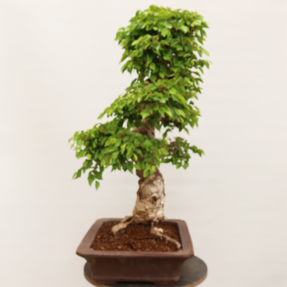 Bonsai voor buiten -Carpinus Coreana - Koreaanse haagbeuk