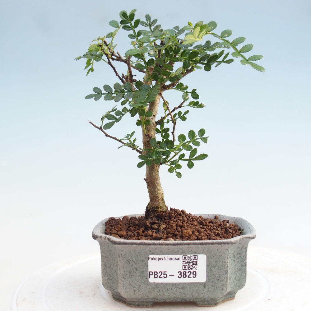 Kamerbonsai - Zantoxylum piperitum - Peperboom 