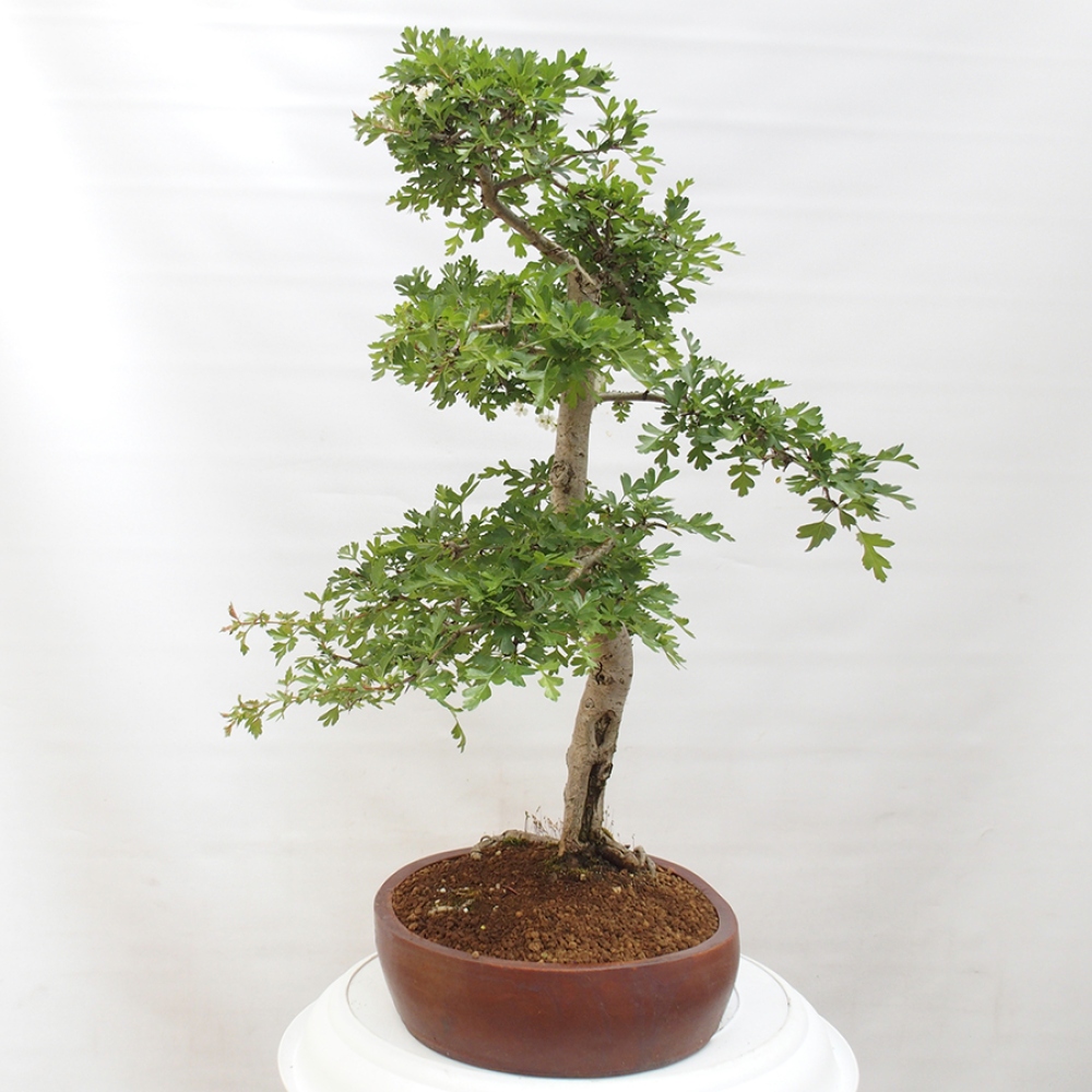 Bonsai voor buiten - Meidoorn - Crataegus monogyna