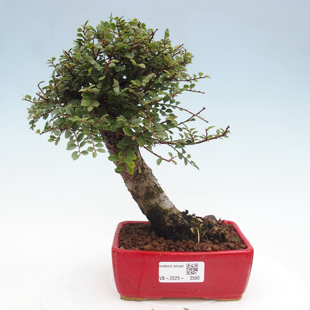 Bonsai voor buiten - Ulmus parvifolia Hokkaido - Chinese iep