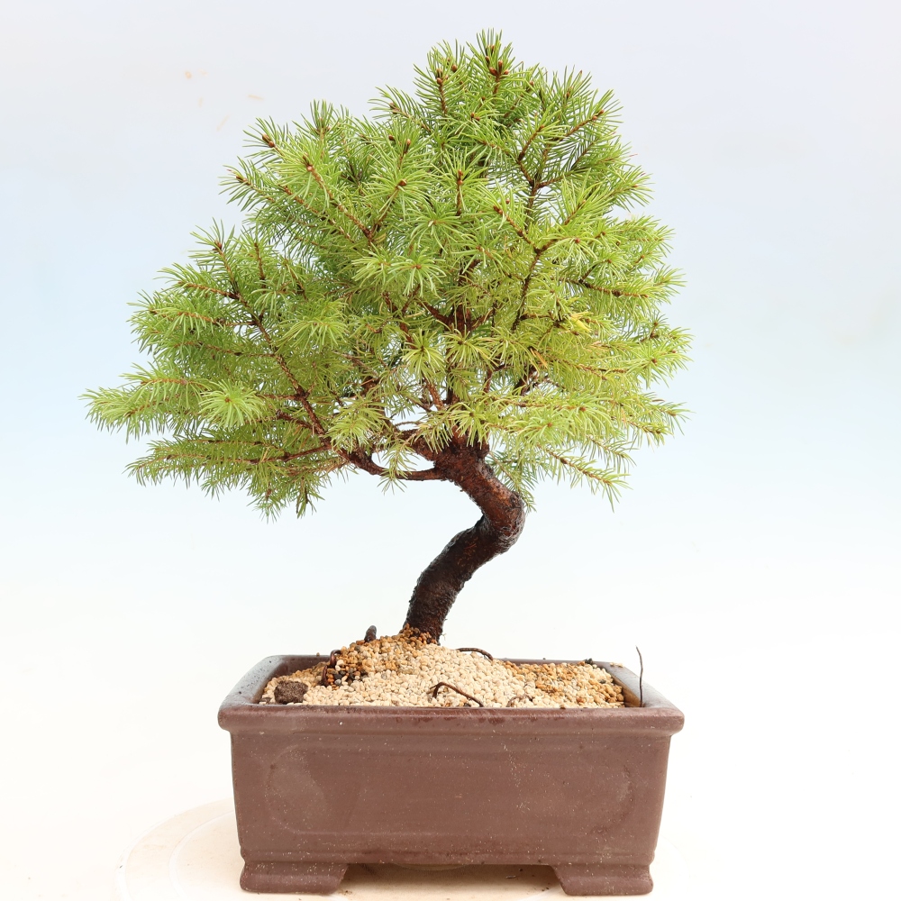 Buitenbonsai – Grijze spar – Picea glauca globe