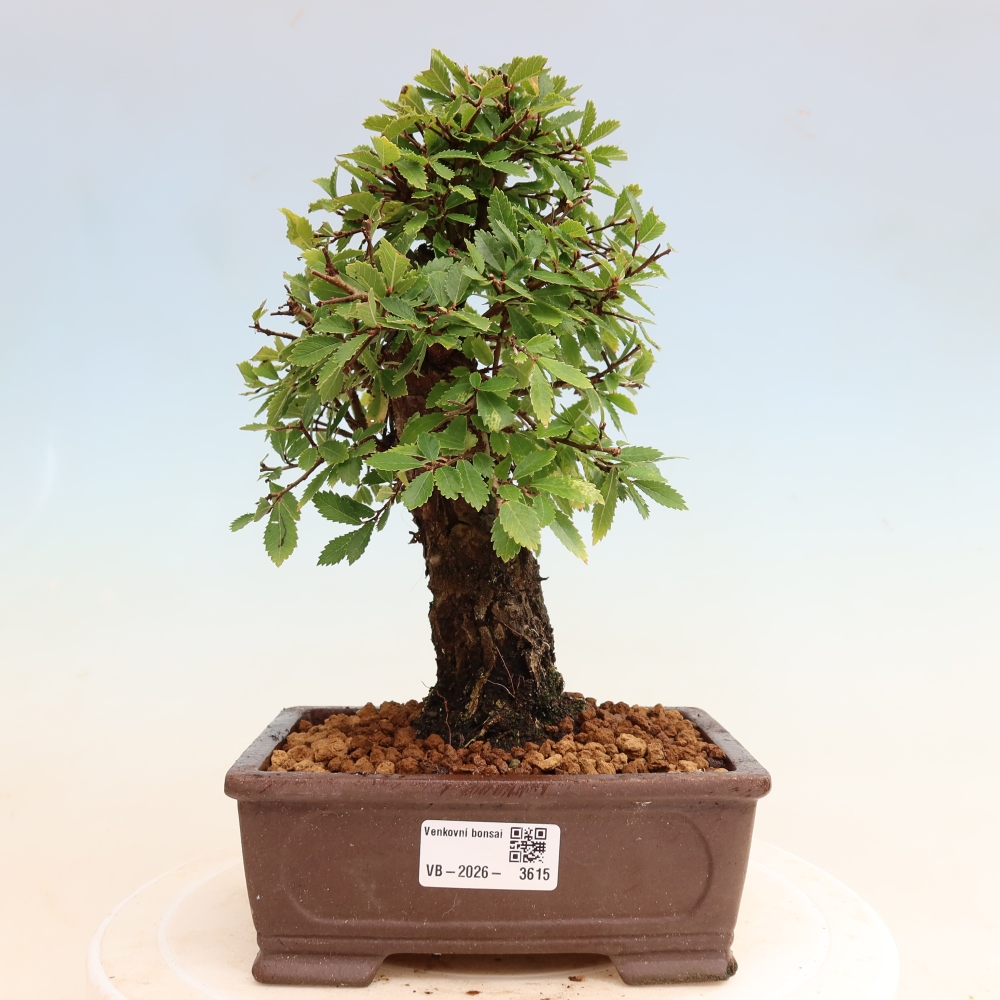 Bonsai voor buiten - Zelkova - Zelkova NIRE