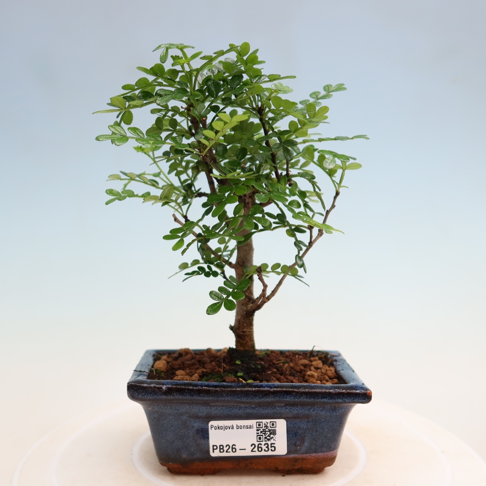 Kamerbonsai - Zantoxylum piperitum - peperboom