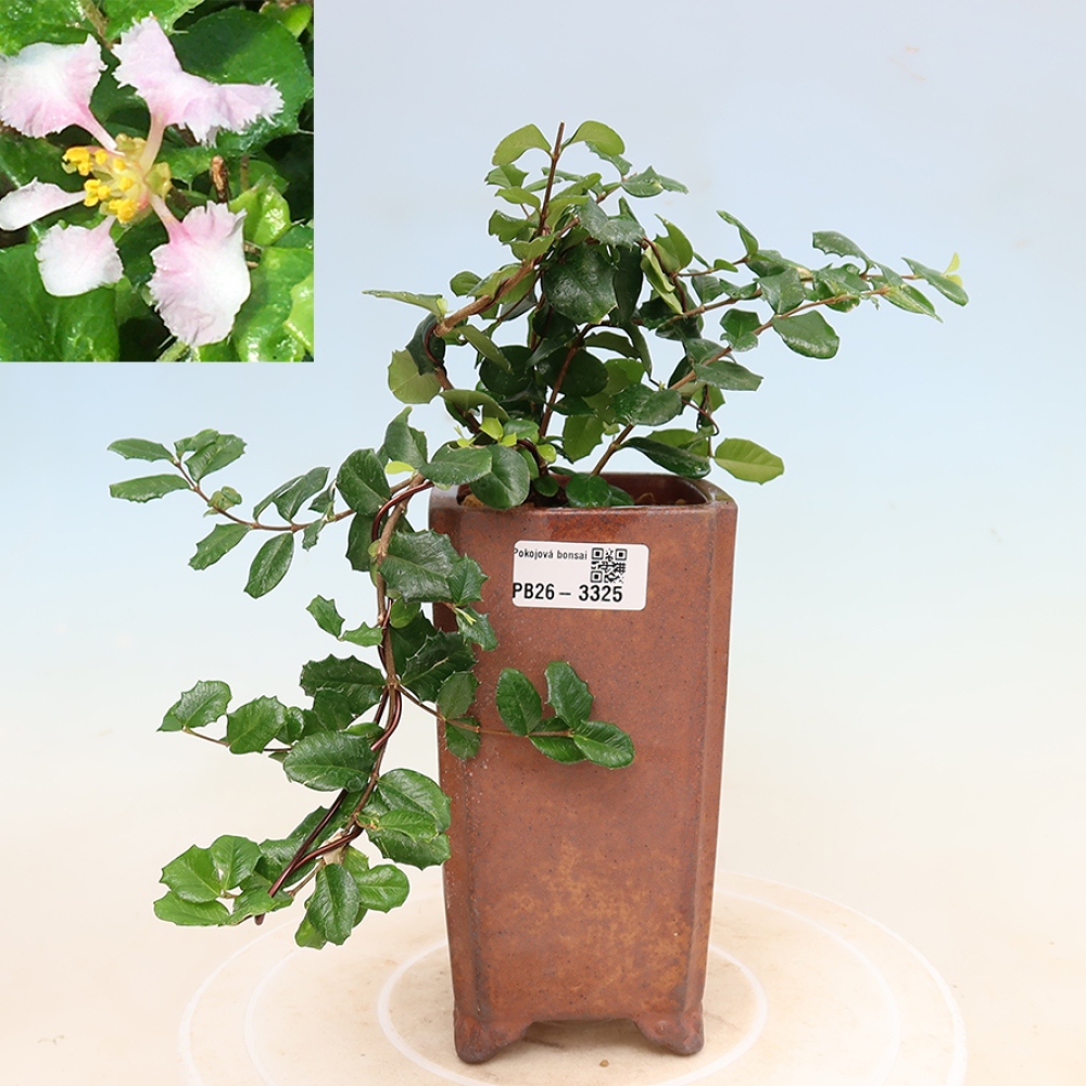 Kamerbonsai - Barbados-kers (Malpighia coccigera)