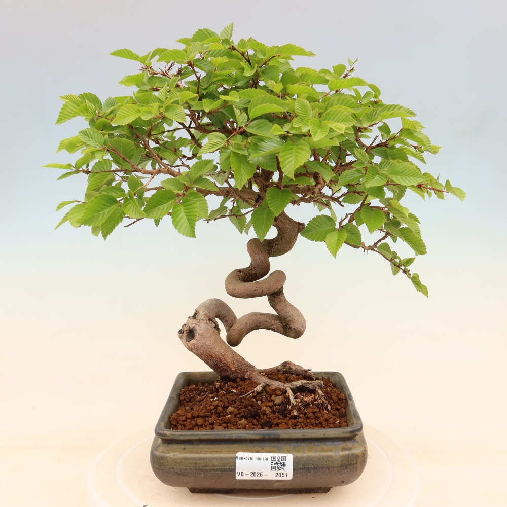 Bonsai voor buiten -Carpinus Coreana - Koreaanse haagbeuk
