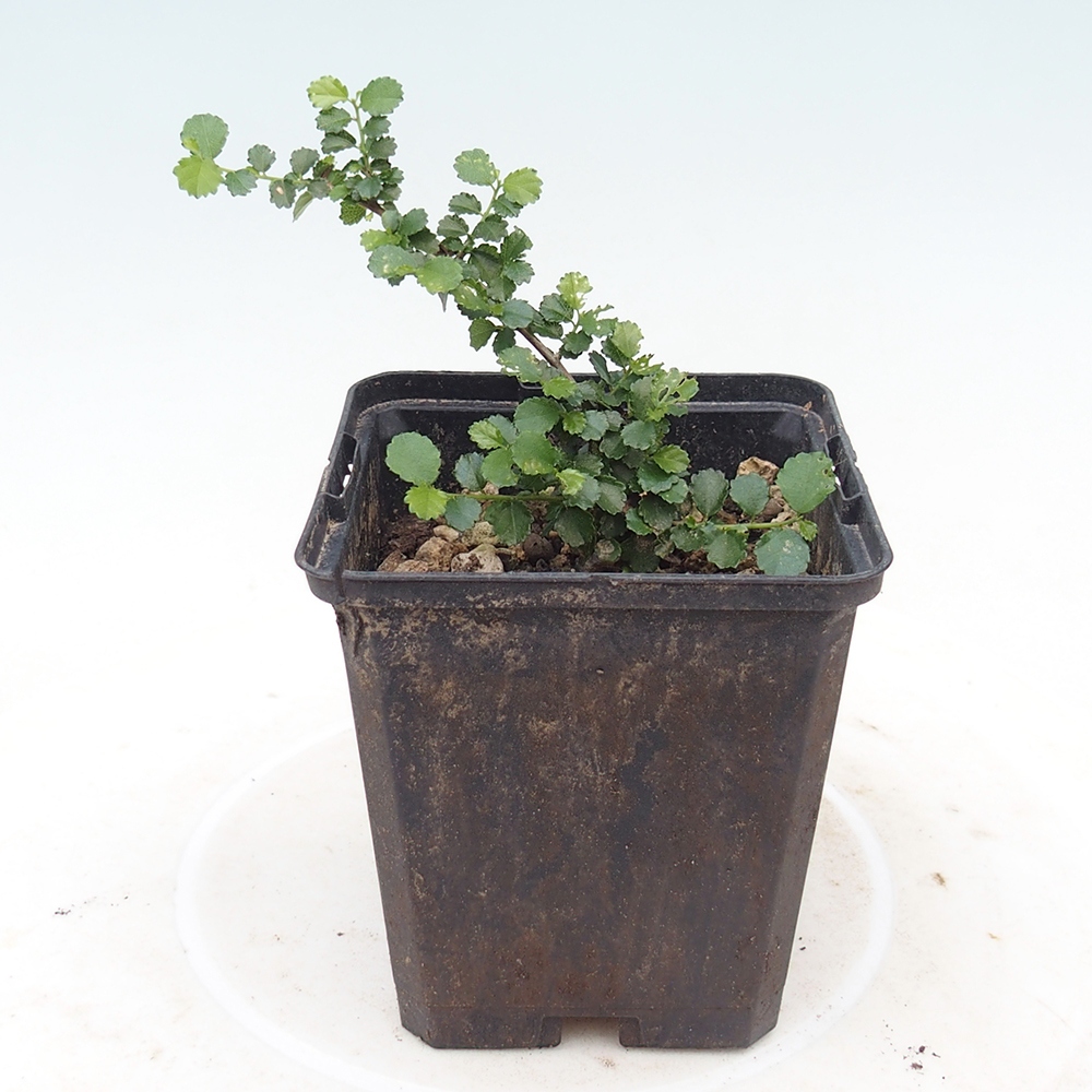 Kamerbonsai - Grewia sp. - Grewia kleinbladig in container