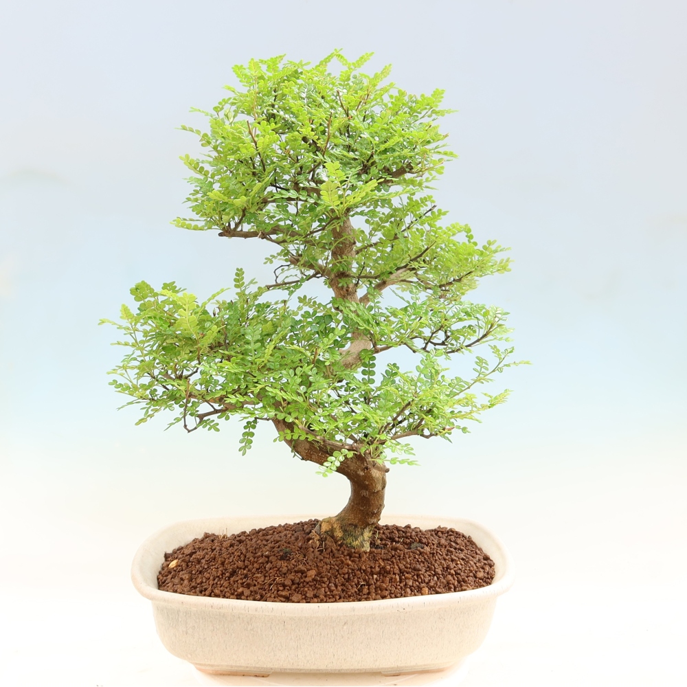 Kamerbonsai - Zantoxylum piperitum - peperboom