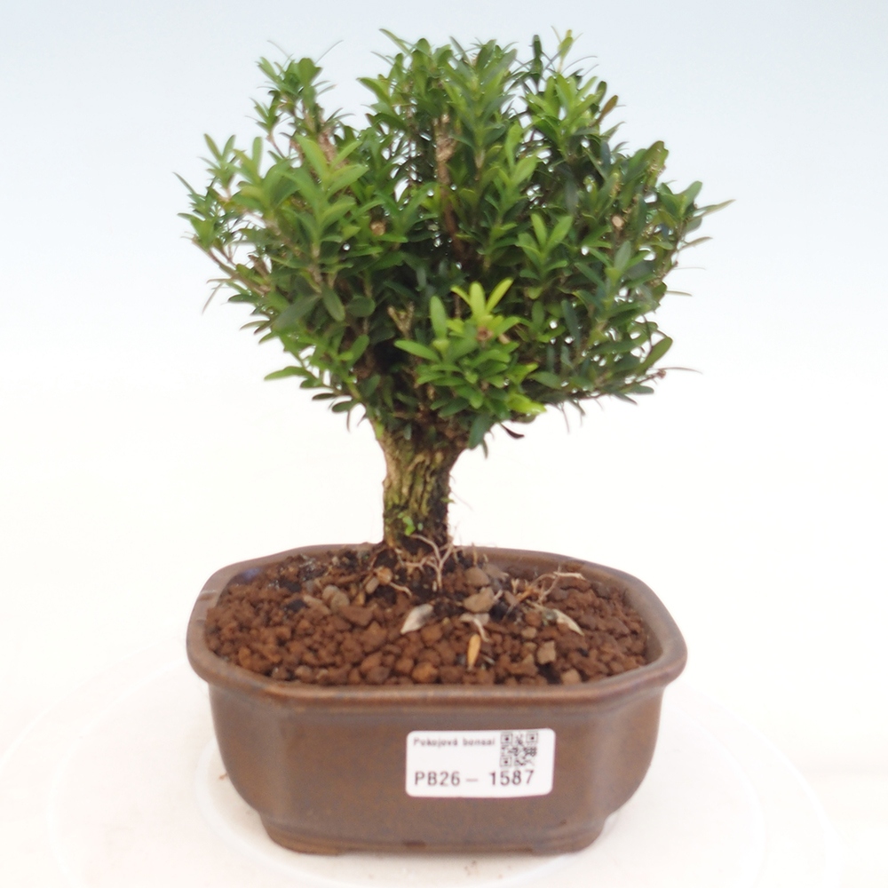 Kamerbonsai - Buxus harlandii - kurk buxus