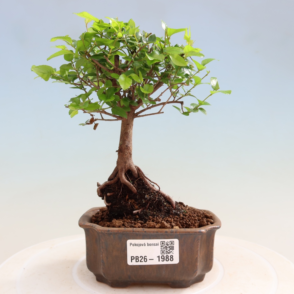 Kamerbonsai - Sageretia thea - Sageretia thea