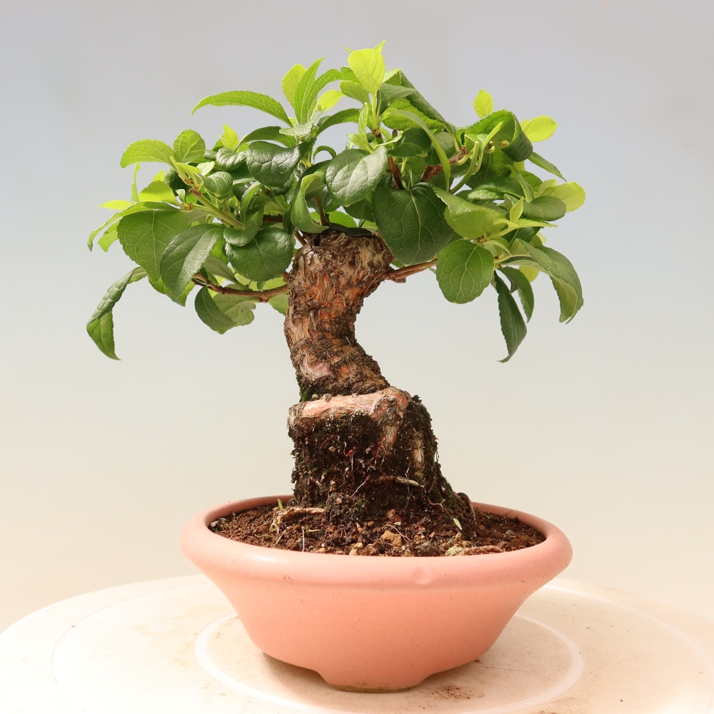 Bonsai voor buiten - Celastrus orbiculatus