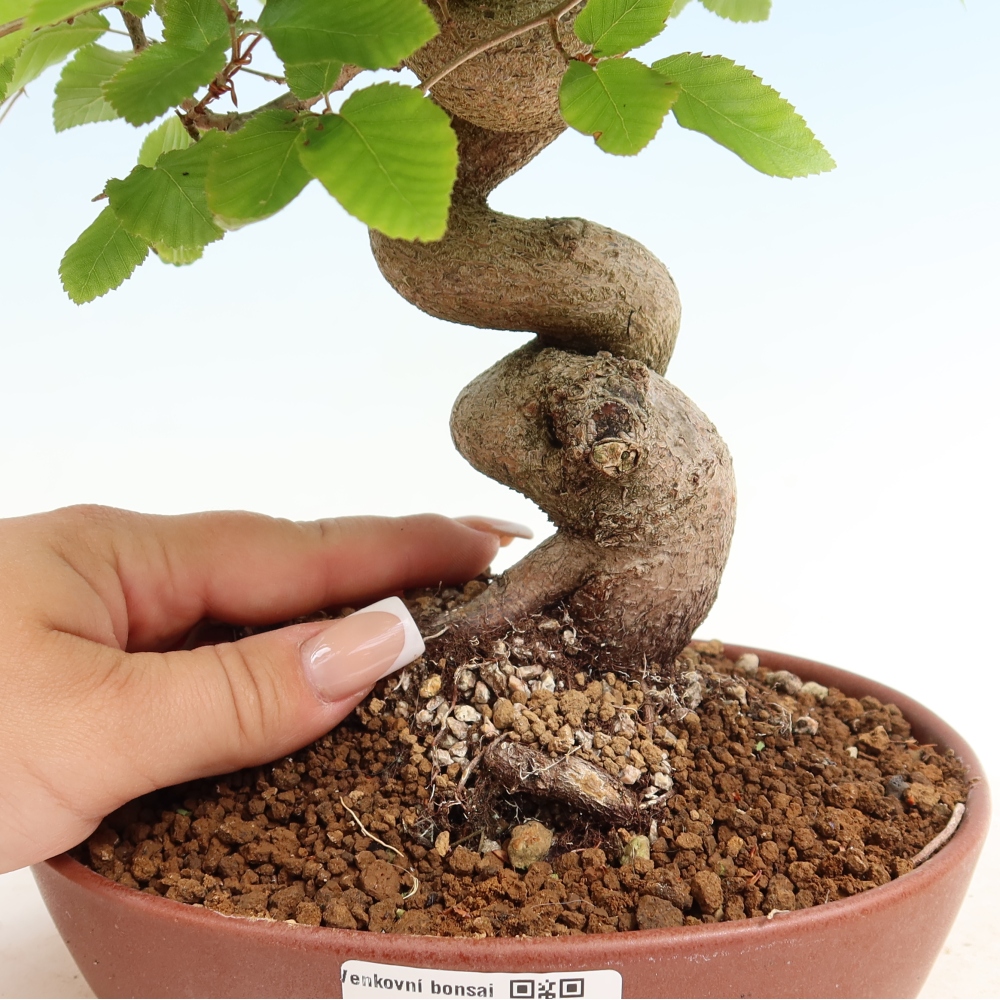 Bonsai voor buiten -Carpinus Coreana - Koreaanse haagbeuk