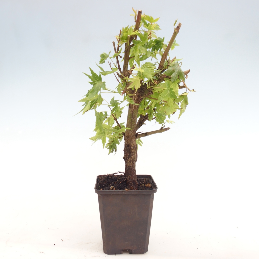 Bonsai voor buiten - Acer palmatum Dr Tilt in container