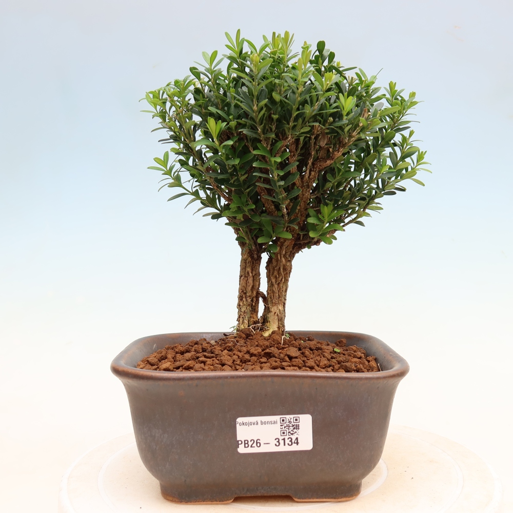 Kamerbonsai - Buxus harlandii - kurk buxus